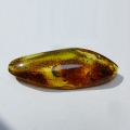 30.85 ct. Natural 55.5 x 22.4 mm Batic Sea Amber - drilled